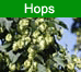 Hops