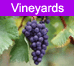 Vineyards